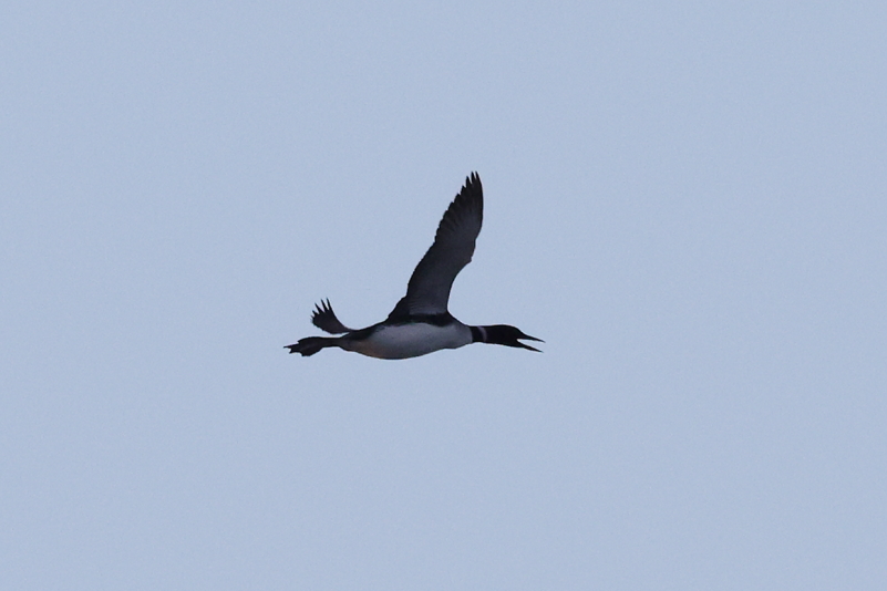 IMG_7973_GreatNorthernDiver_Ad_BreedingPlumage_flyby.JPG