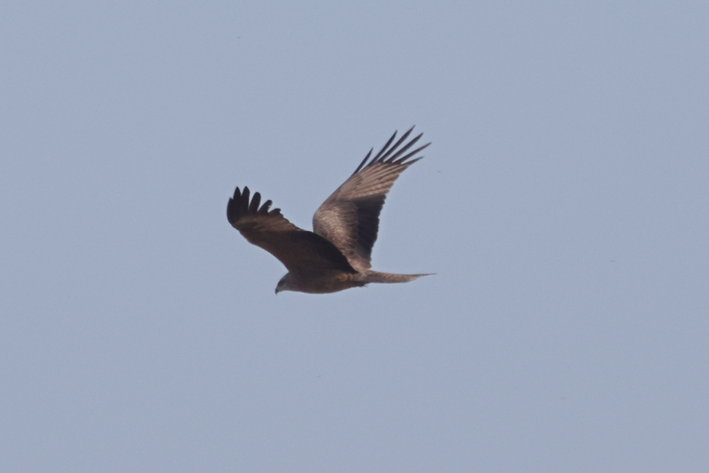 IMG_9101_BlackKite_SecondBird_WingUp.JPG