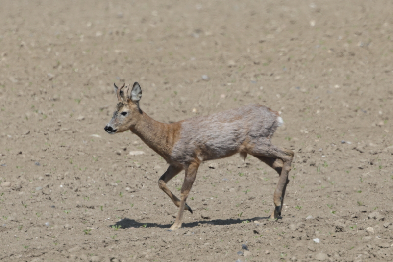 IMG_9234_Mammal_RoeDeer_2Cy_Sideview_run.JPG