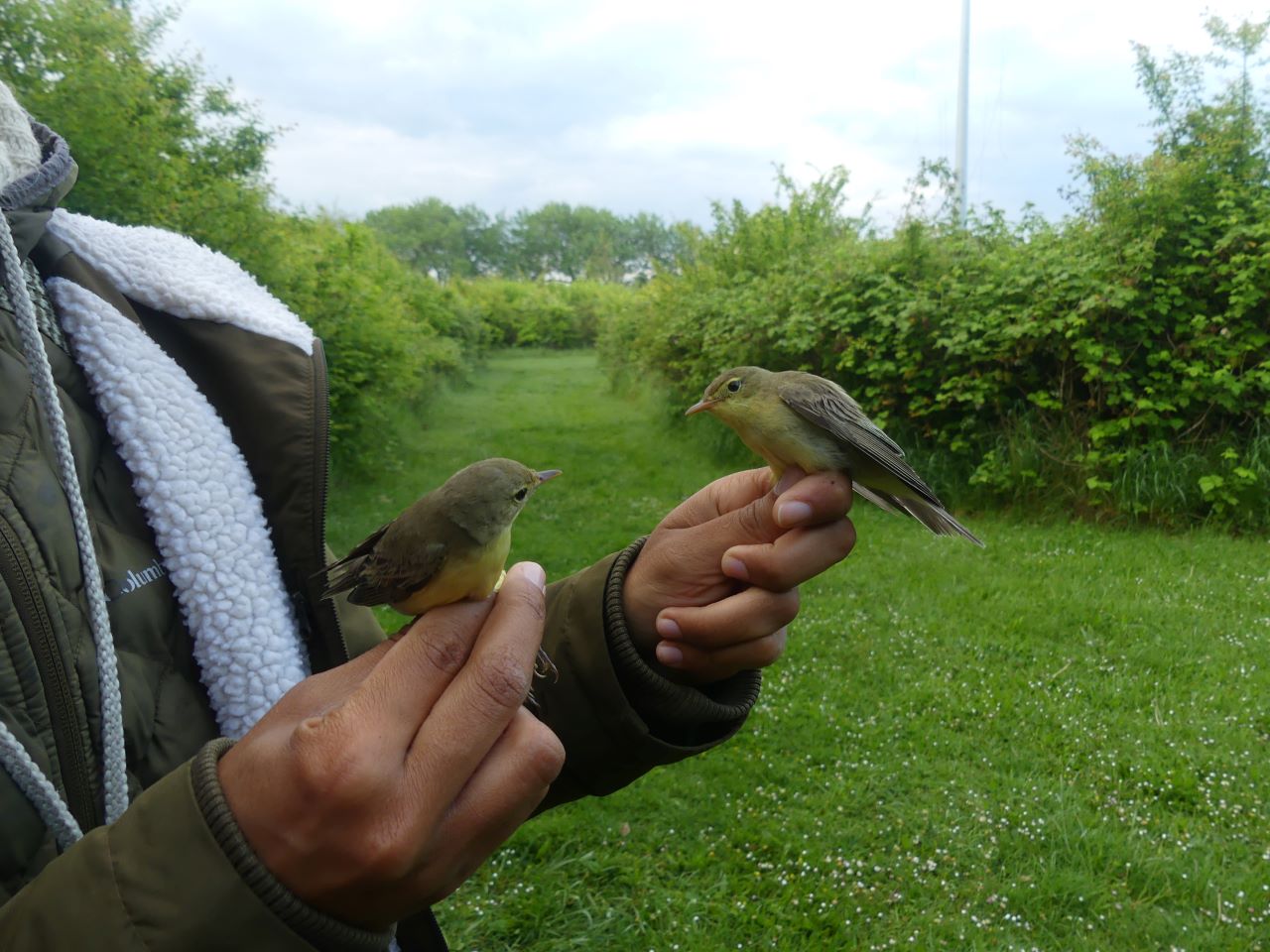 Icterine_warblers.res.jpg