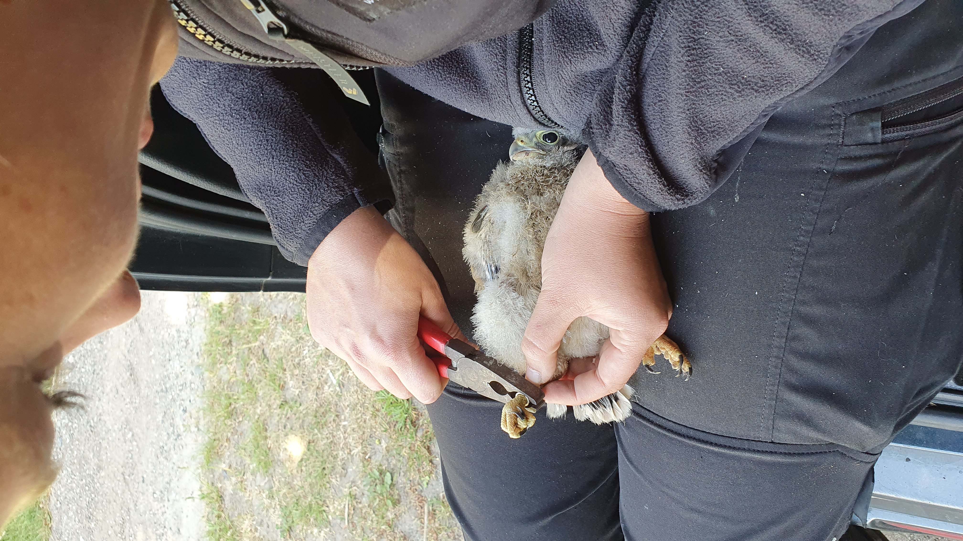 Kestrel ringing2 12 06 23