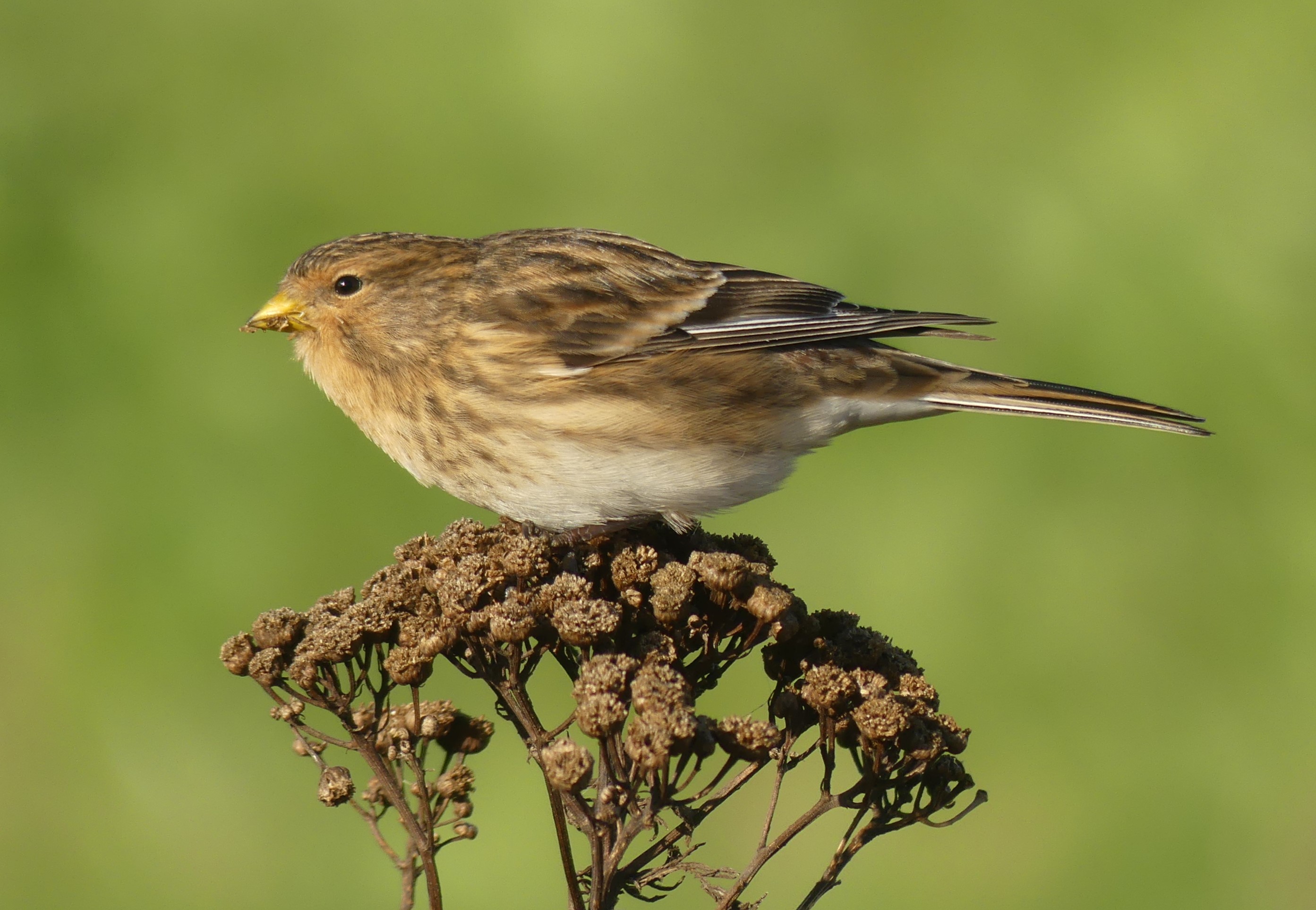 Linotte à bec jaune Gedser 27 10 2025 9