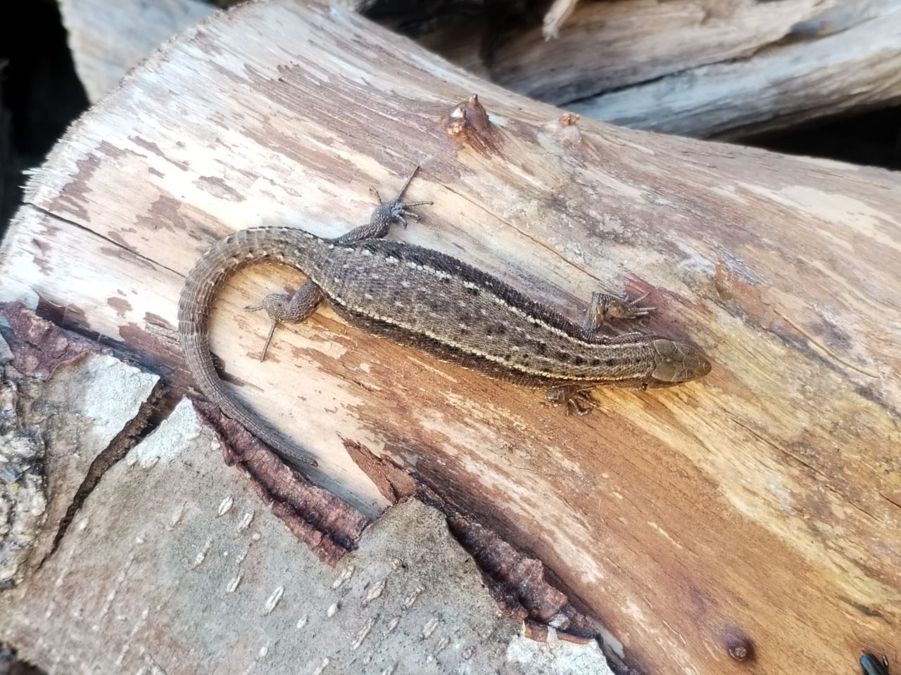 Lizzard.jpg