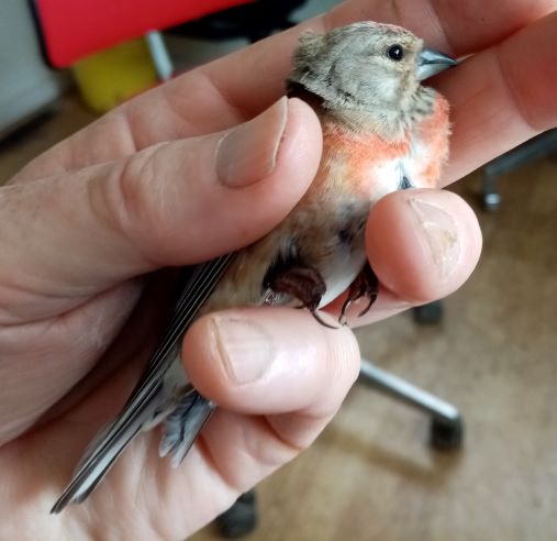 Male Linnet