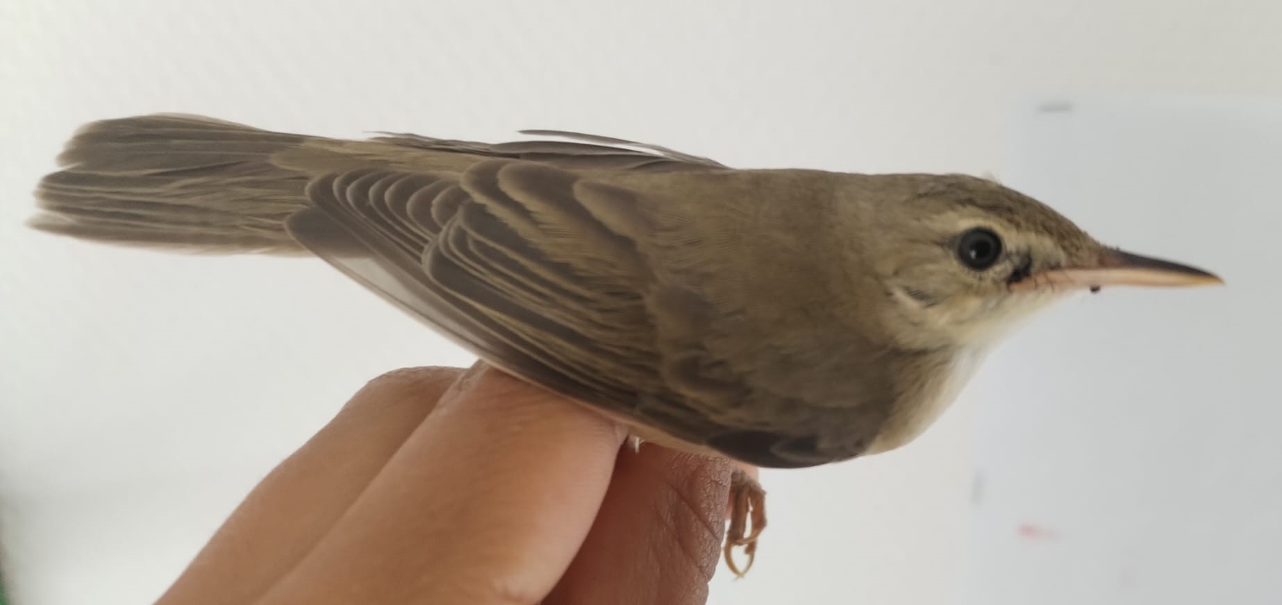 Marsh_Warbler.jpeg