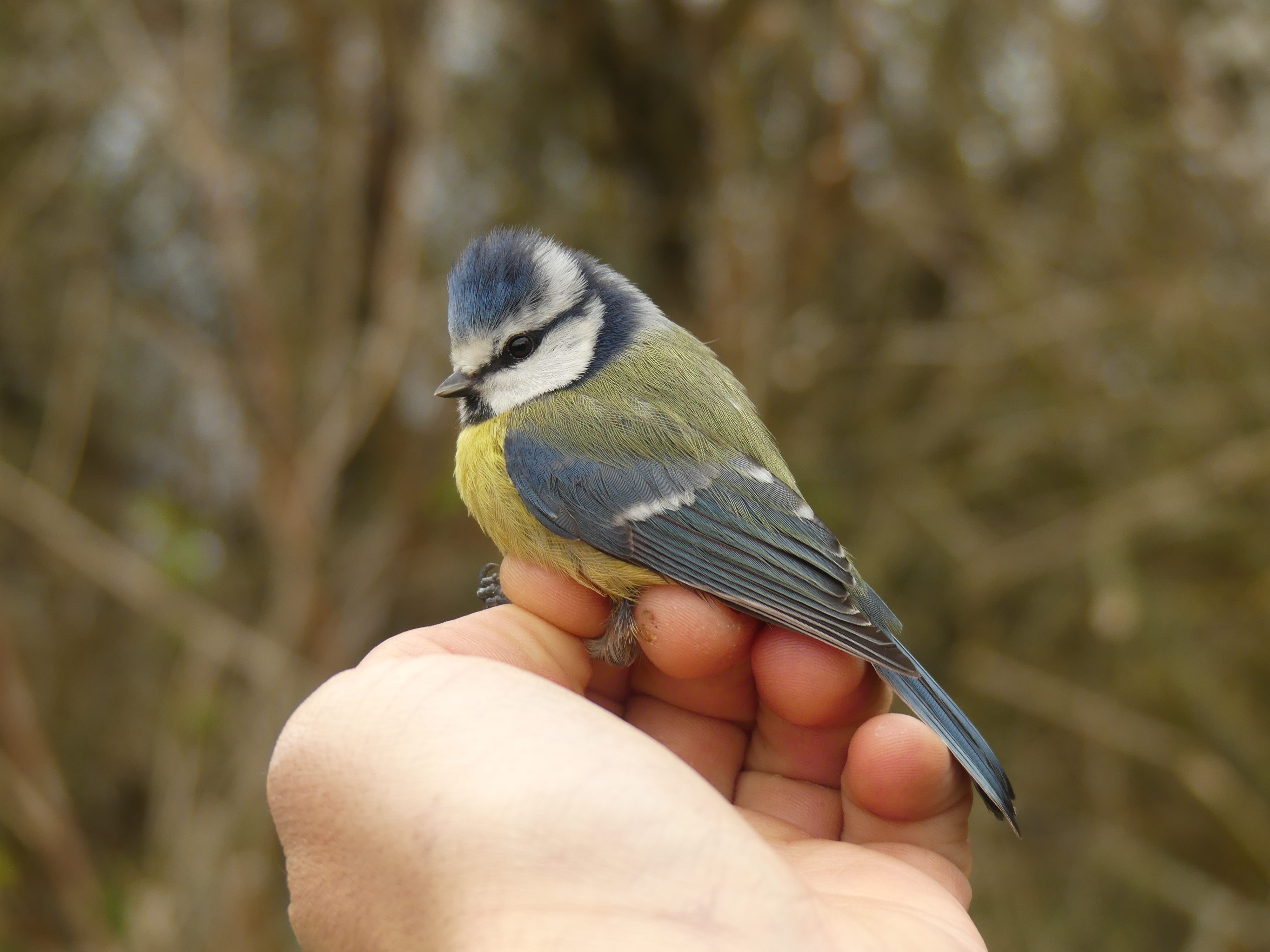 Mésange bleue Gedser 18 04 2026
