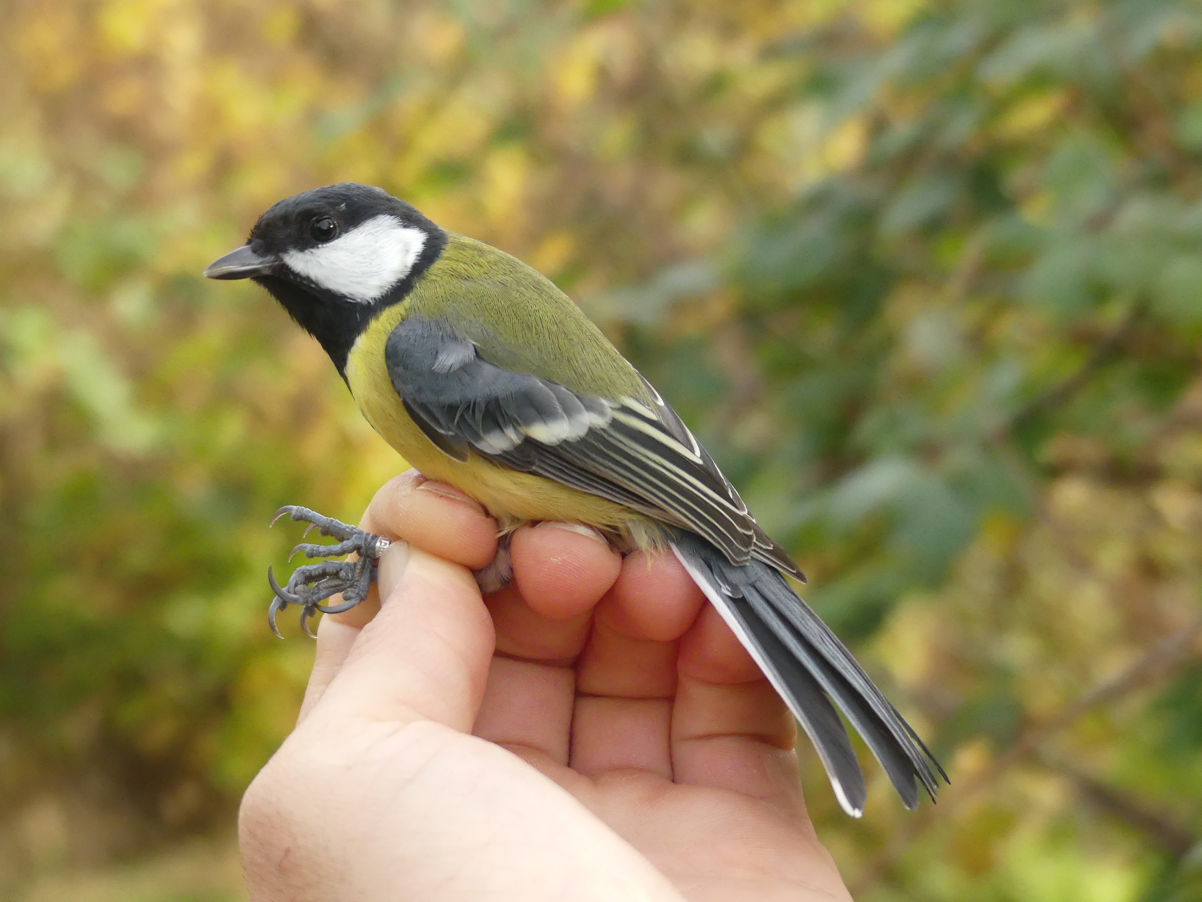 Mésange charbonnière Gedser 01 11 2025