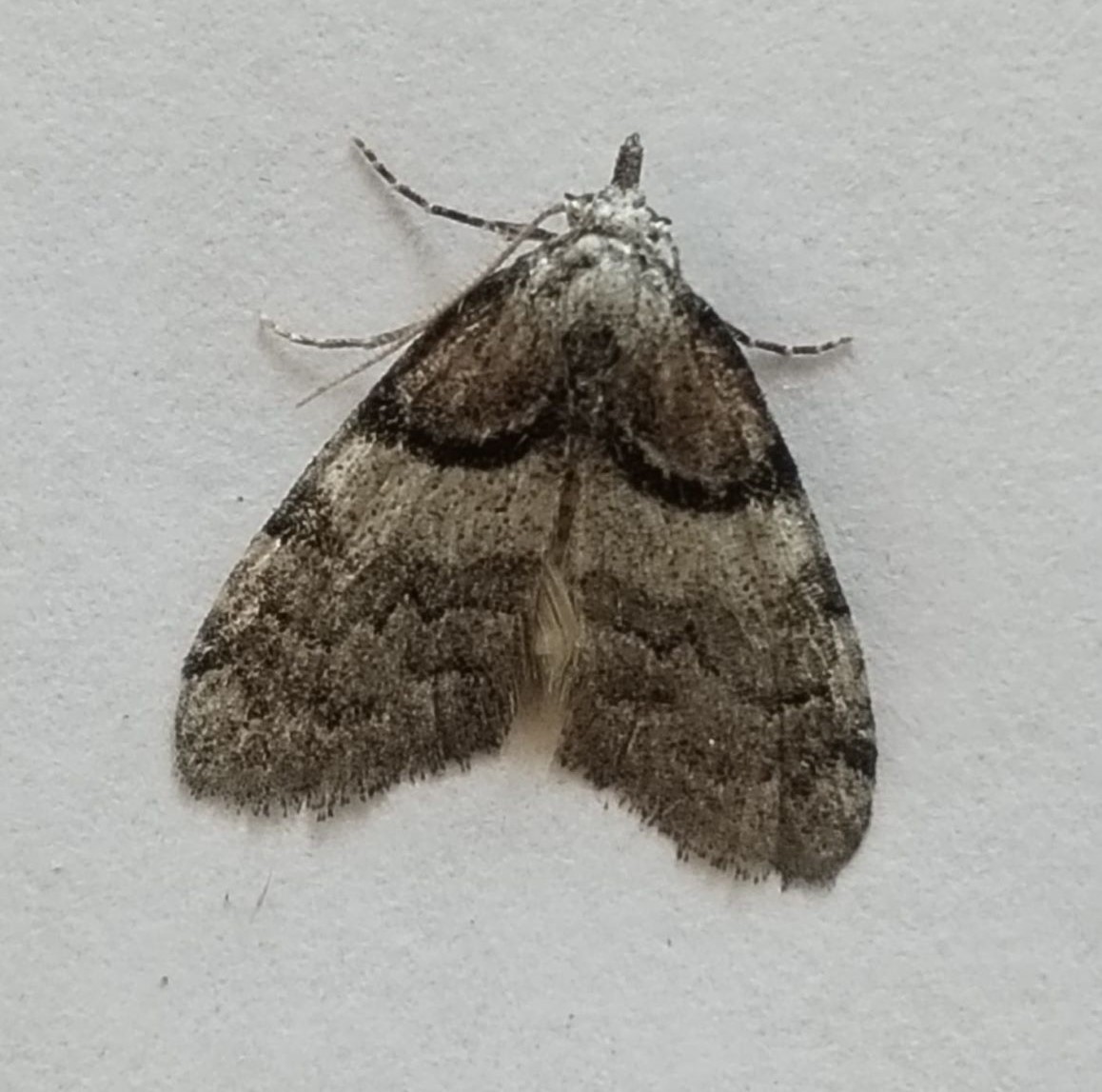 N._cucullatella_res.new.jpg