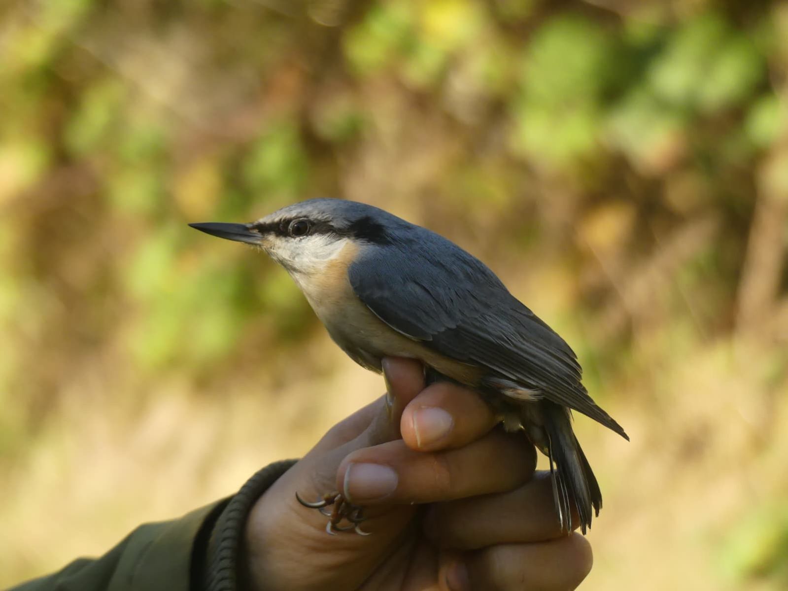 Nuthatch_30.09._new.jpg