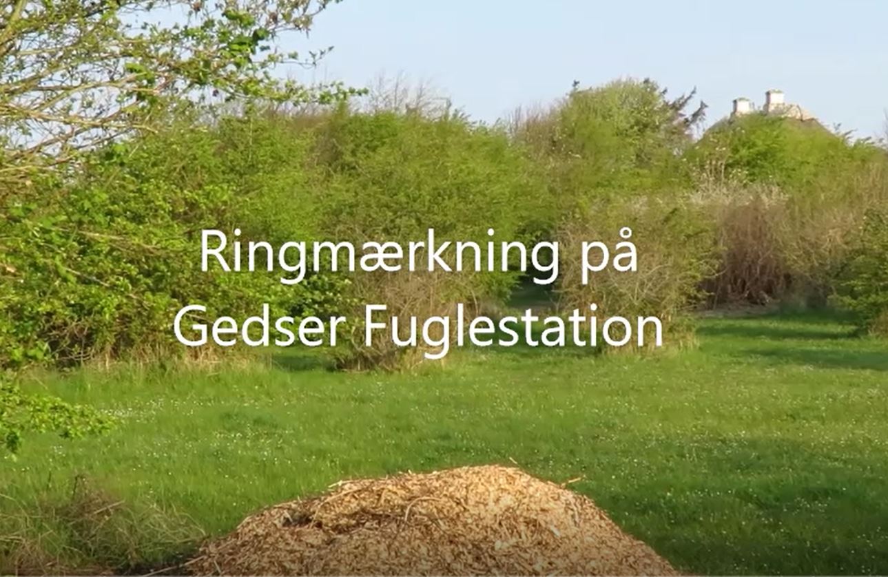 GFU ringmaerkning forside