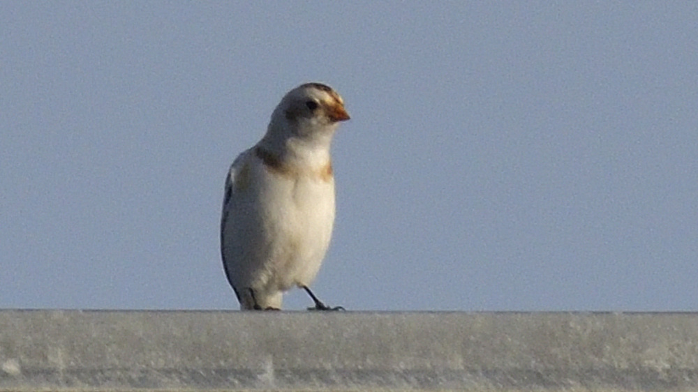 Odden sondag 325