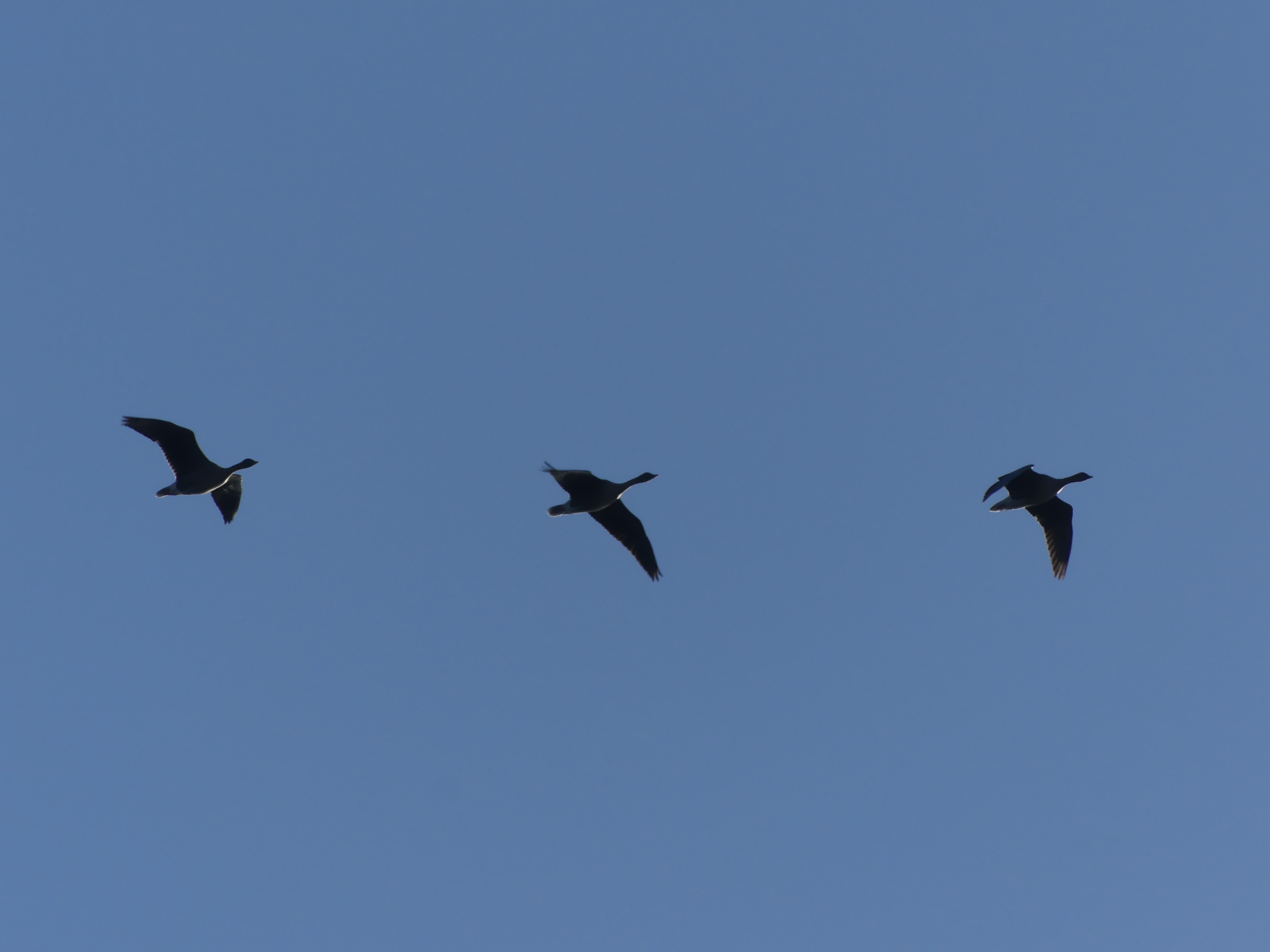 Oie des moissons tundra Gedser 21 11 2025