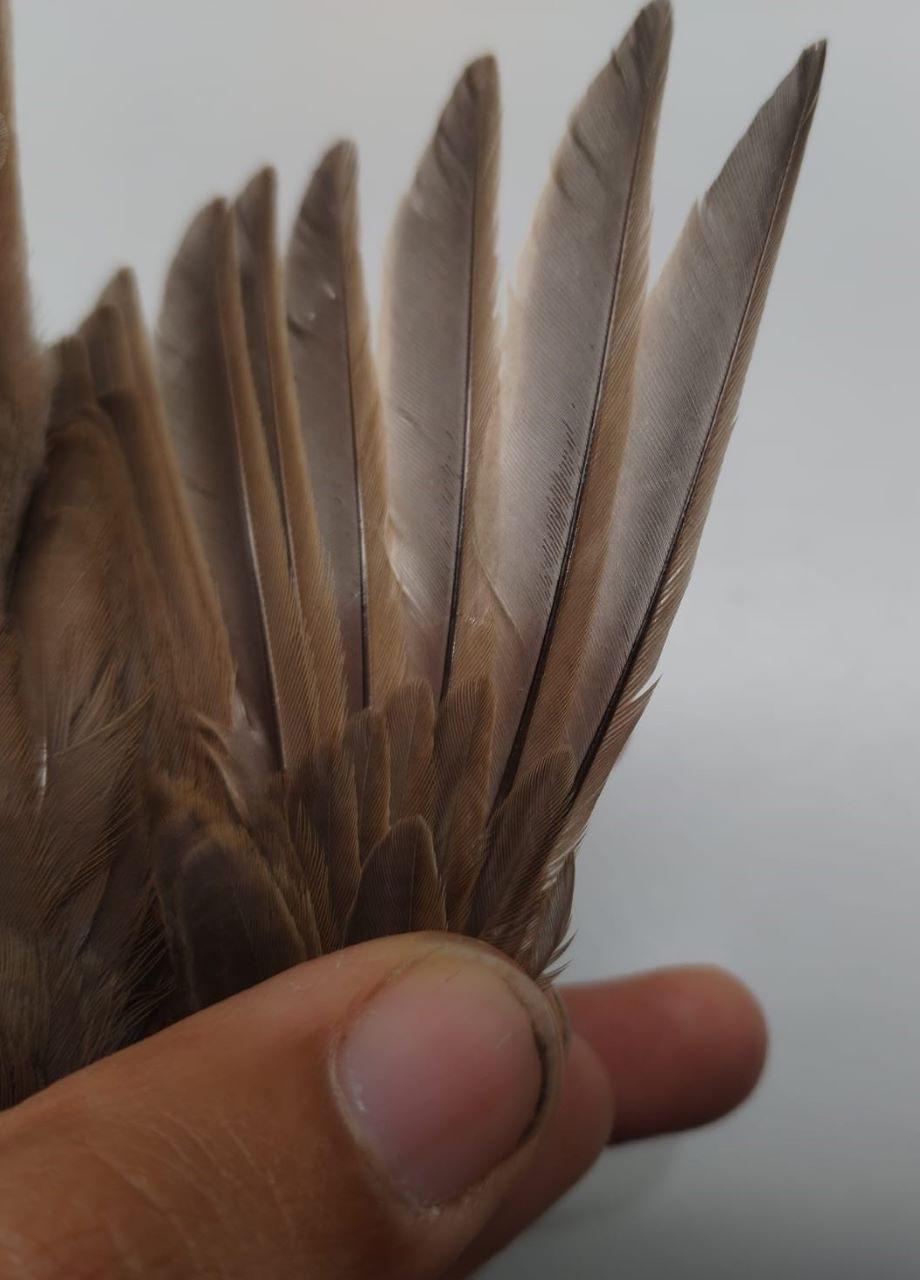 P1_thrush._res.jpg