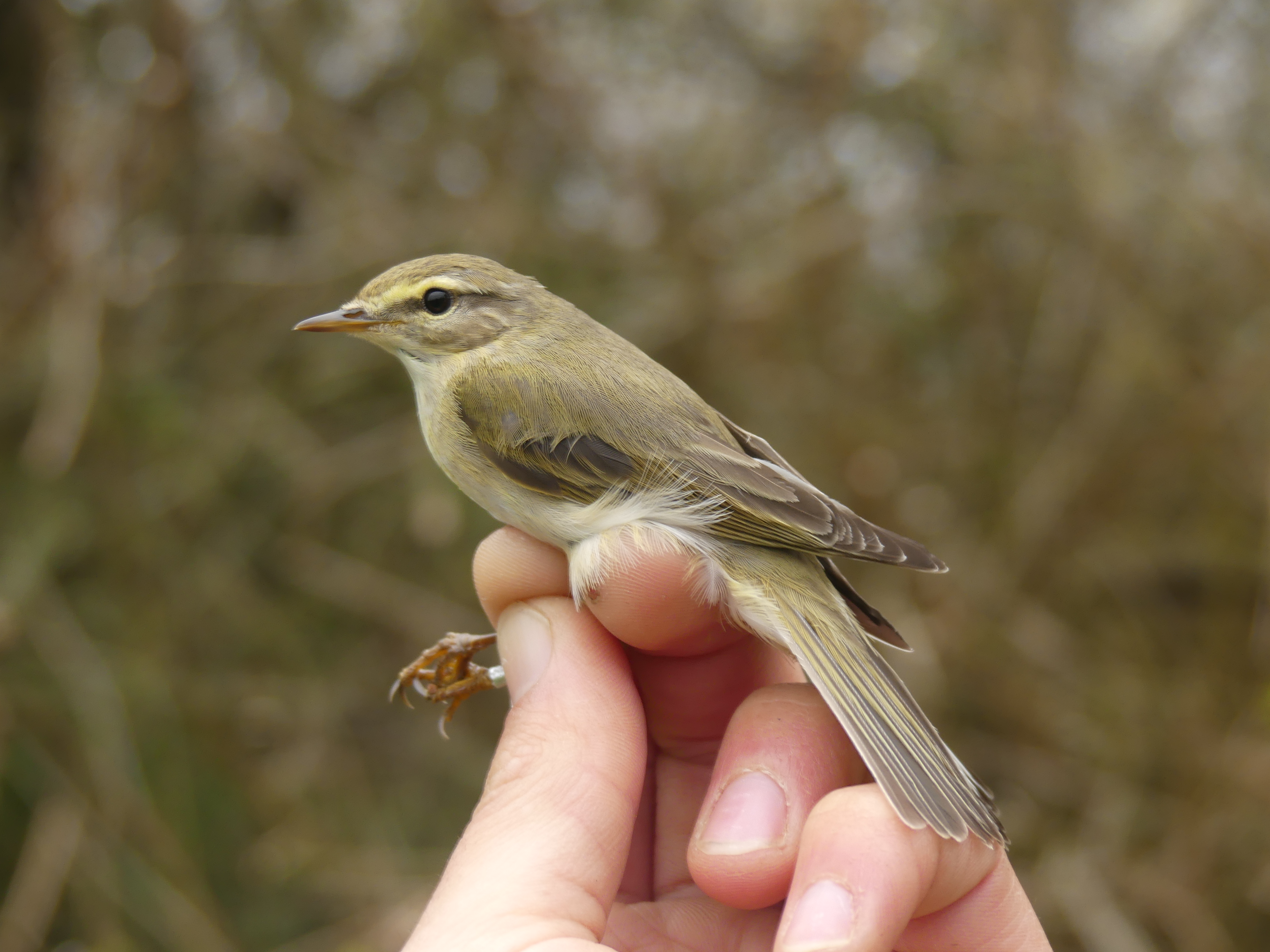 Pouillot fitis Gedser 04 2026