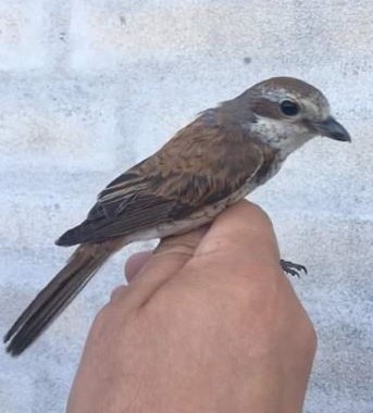 Red backed Shrike