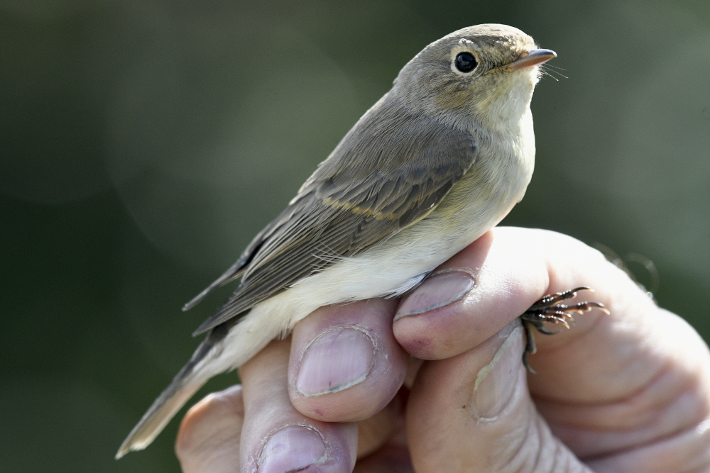 Red breasted Flycatcher c 00001