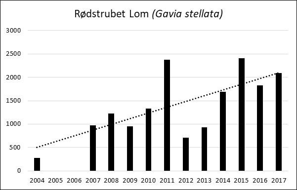 Tendens Rodstrubet Lom