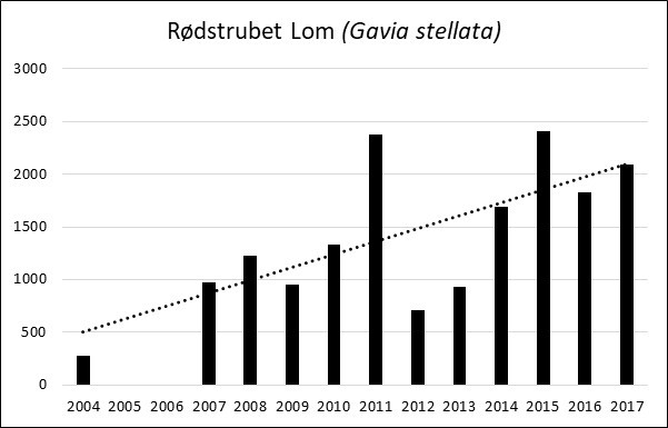 Tendens Rodstrubet Lom