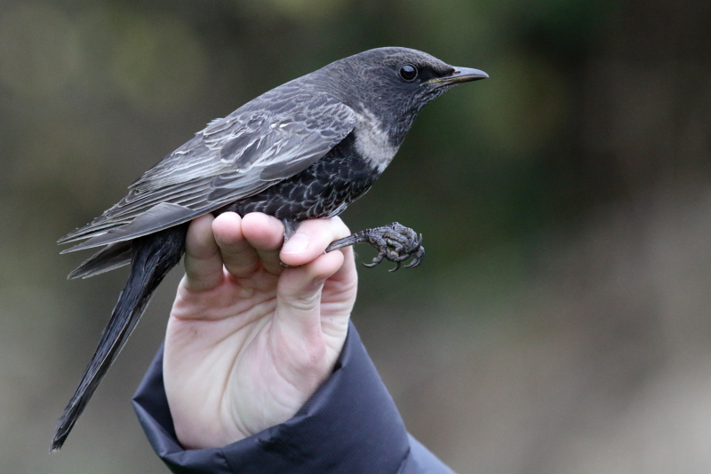 Ring Ouzel 01