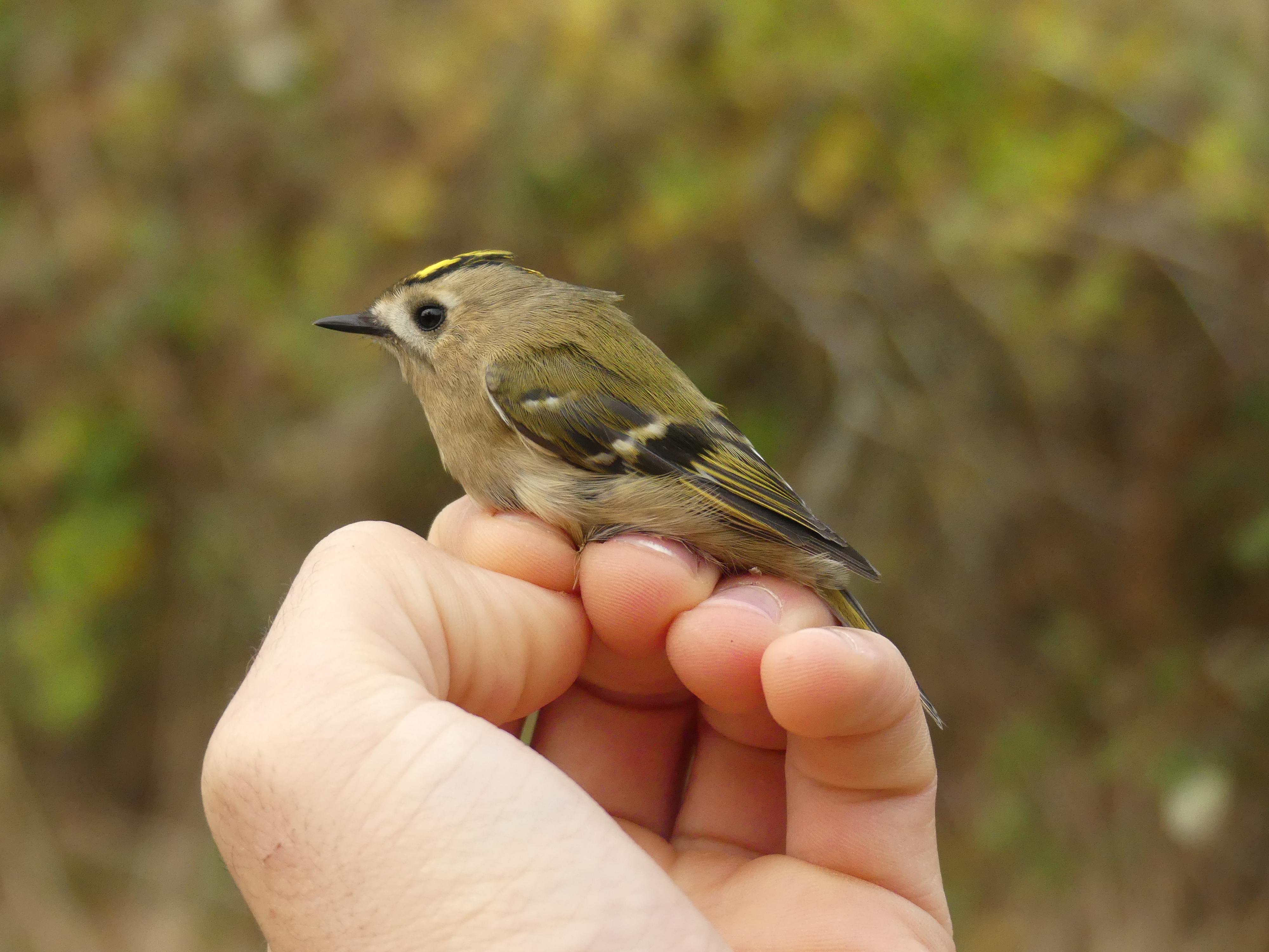 Roitelet huppé Gedser 04 11 2025