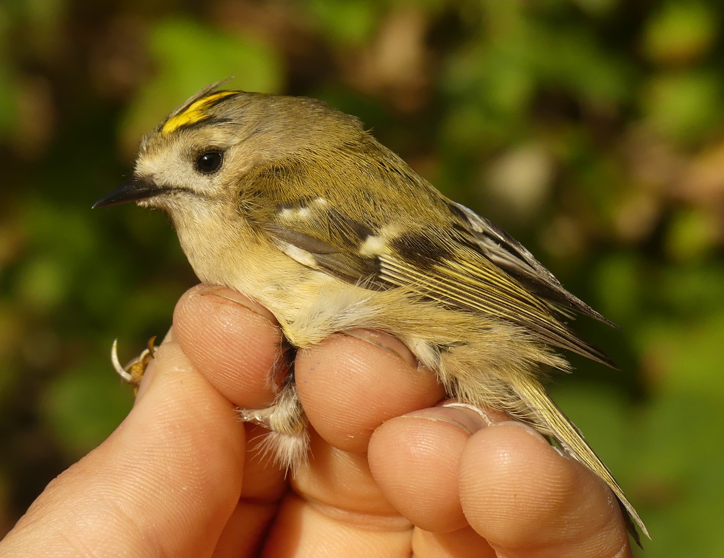 Roitelet huppé Gedser 09 2025