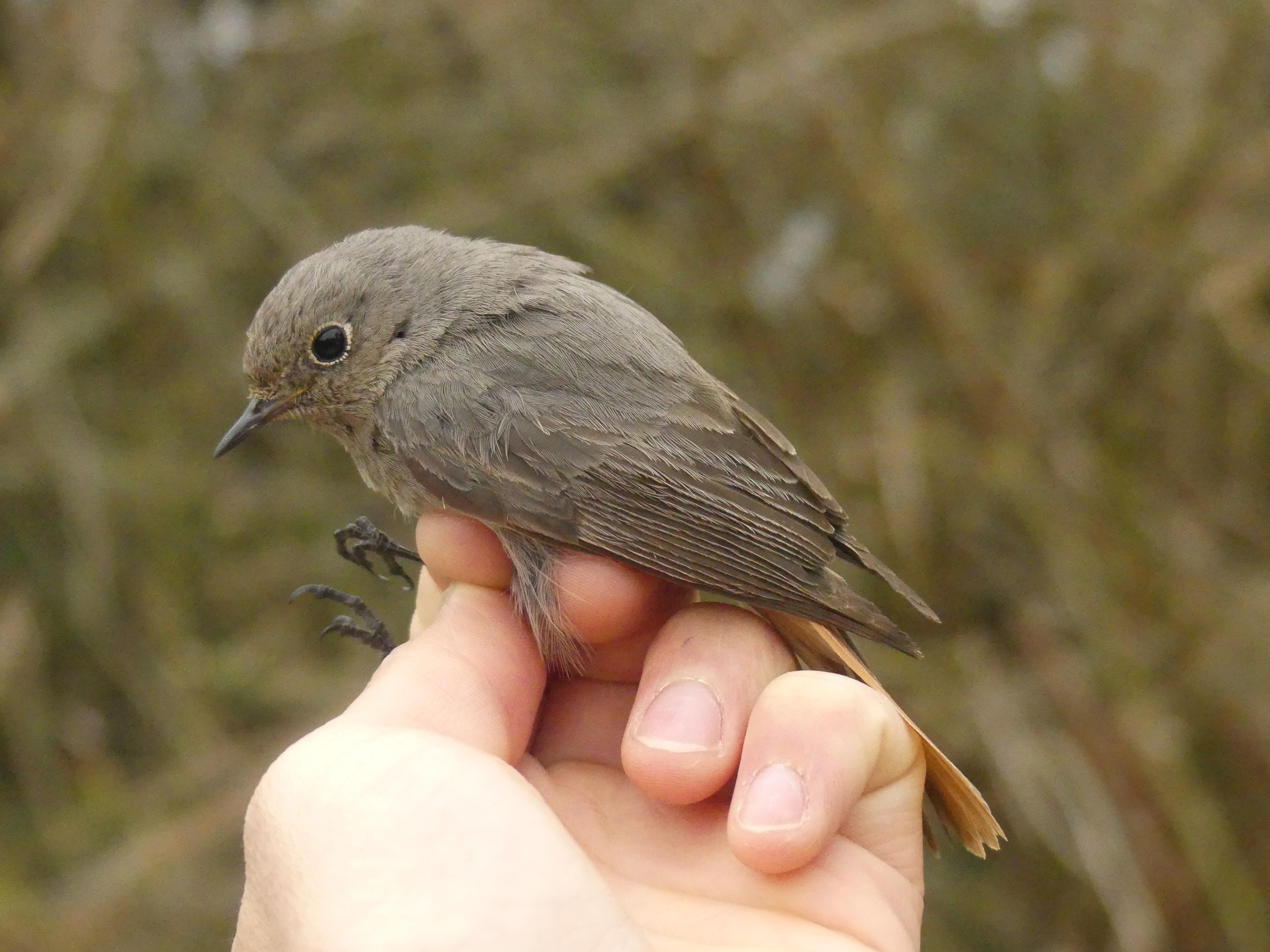 Rougequeue noir Gedser 10 04 2026