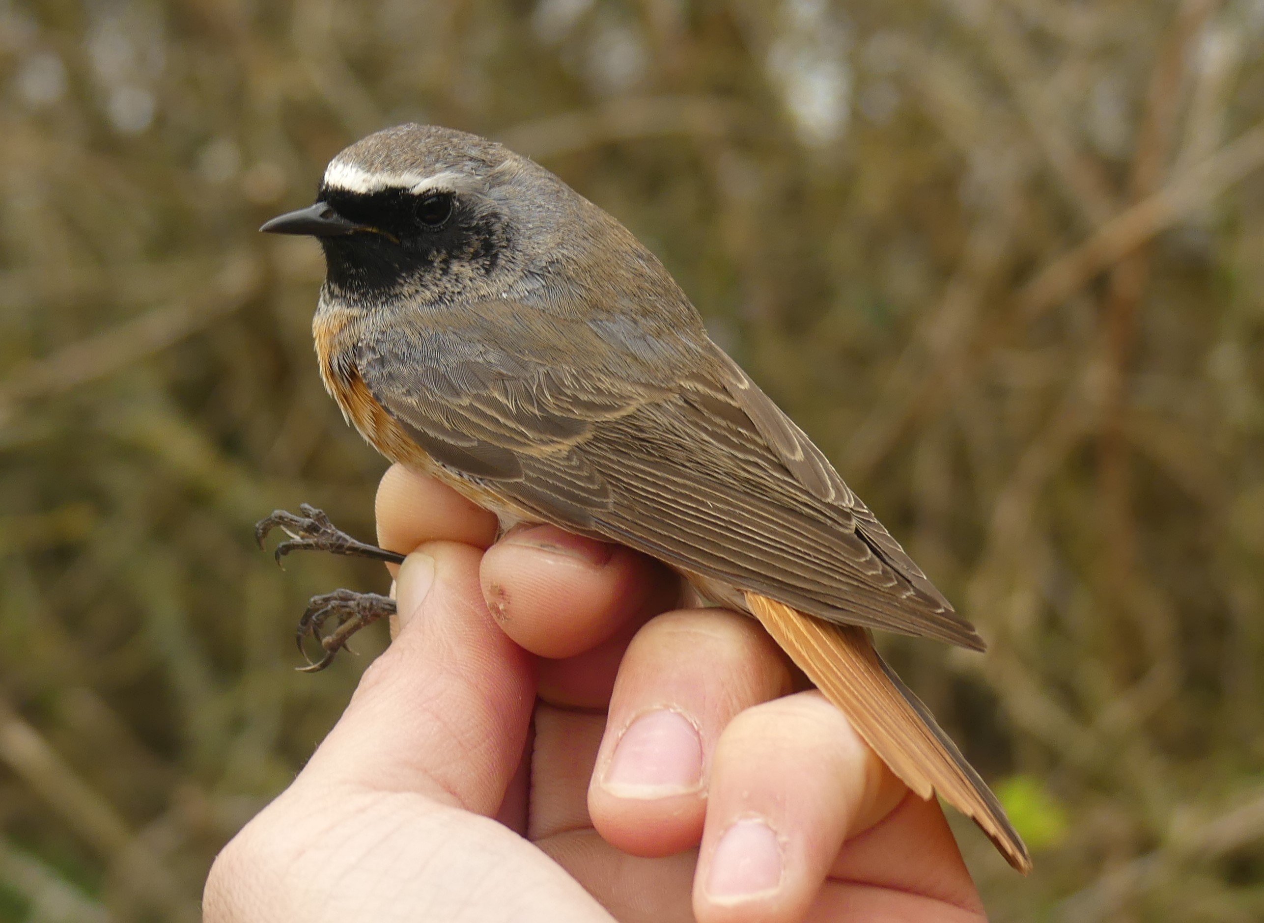 Rougequeue à front blanc Gedser 13 04 2026