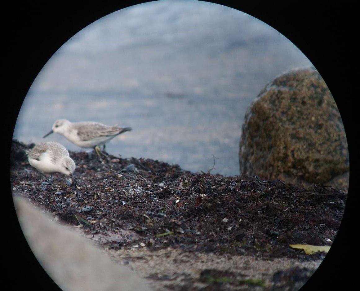 Sanderlings_feeding_at_the_beach.jpeg