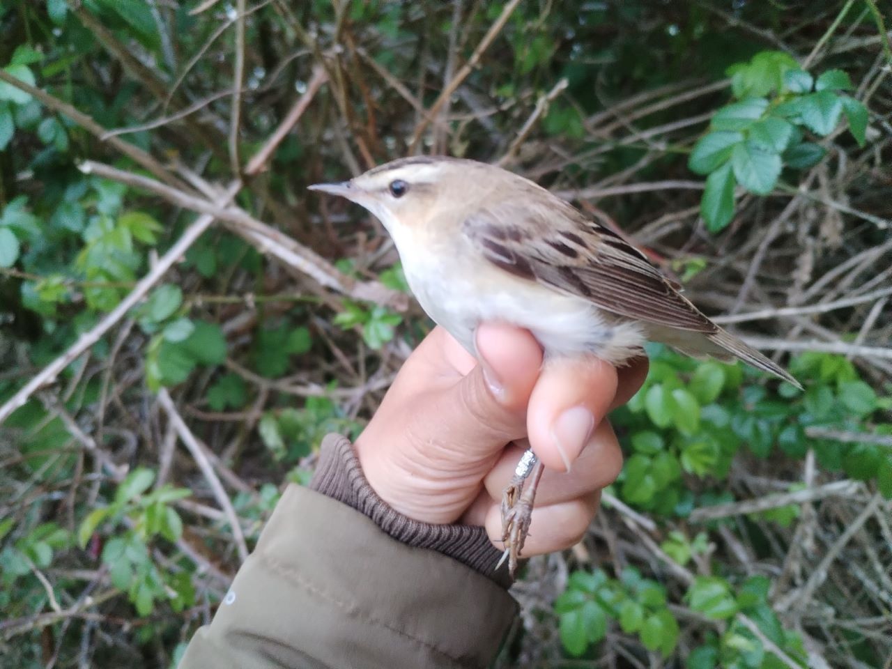 Sedge_Warbler.jpg