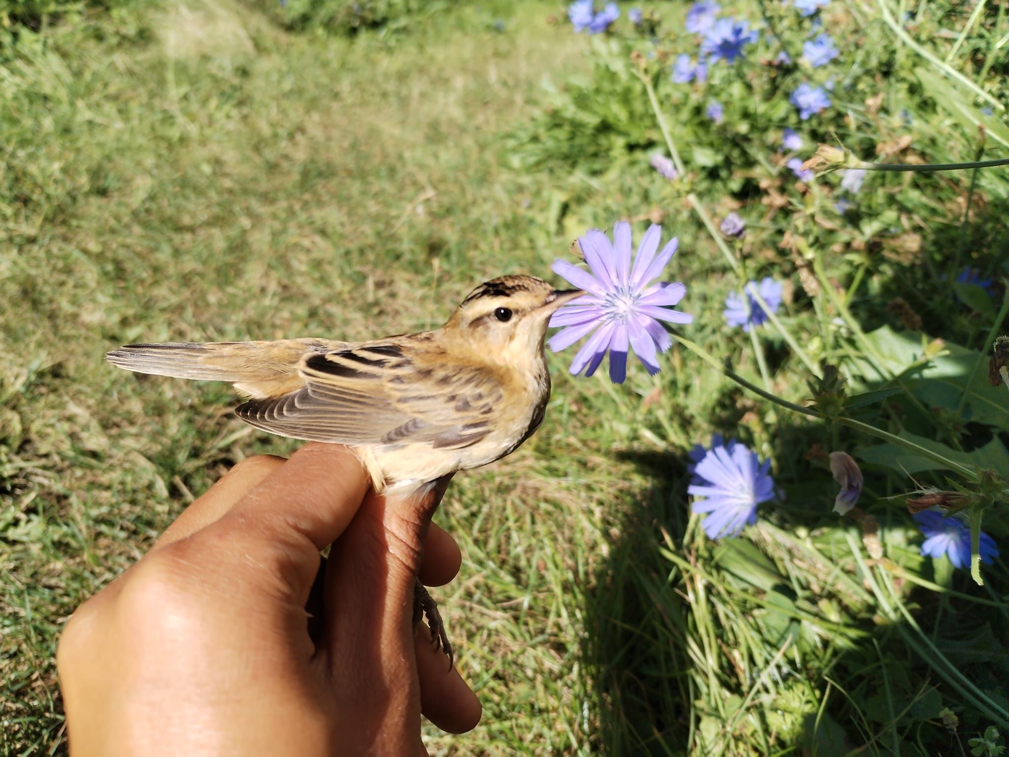 Sedge_Warbler_the_2.jpg