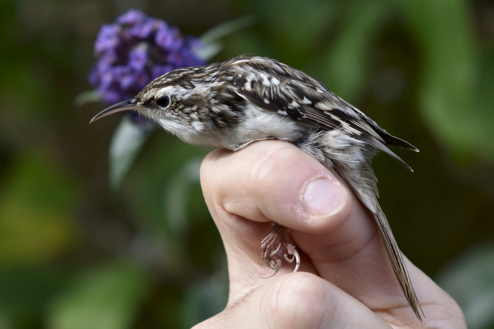 Short toed Tree creepeer Gedser 14102019 00001 01