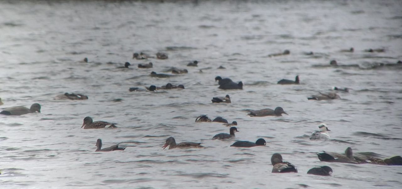 Smew.jpeg_res.jpeg