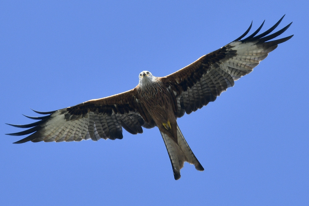 Sondag milvus adult a 00001