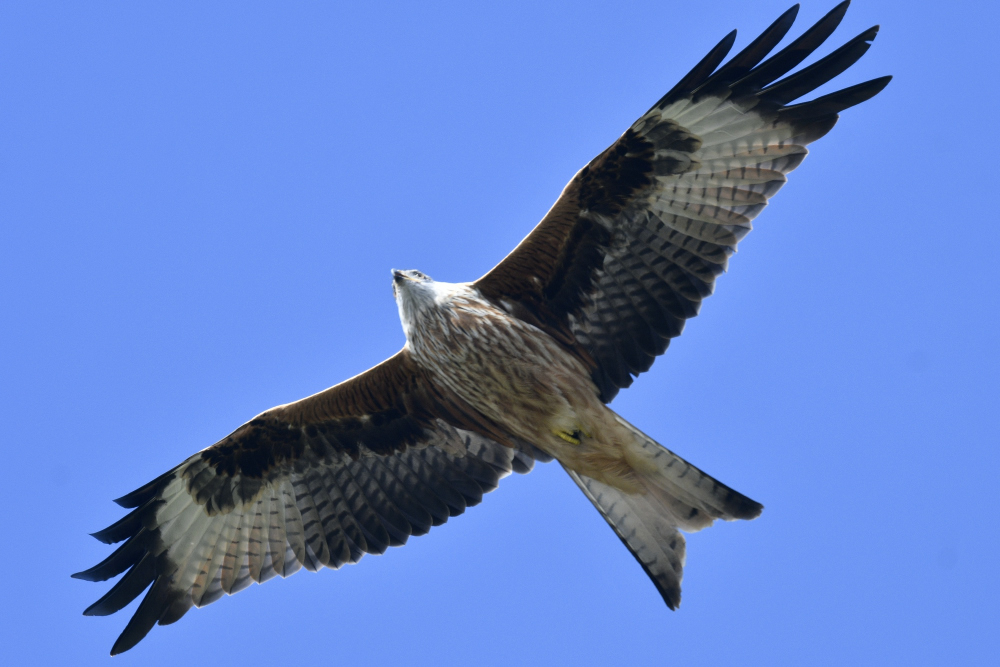 Sondag milvus juvenile a 00001