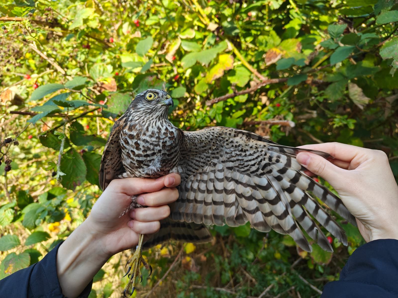 Sparrowhawk_alix.jpg