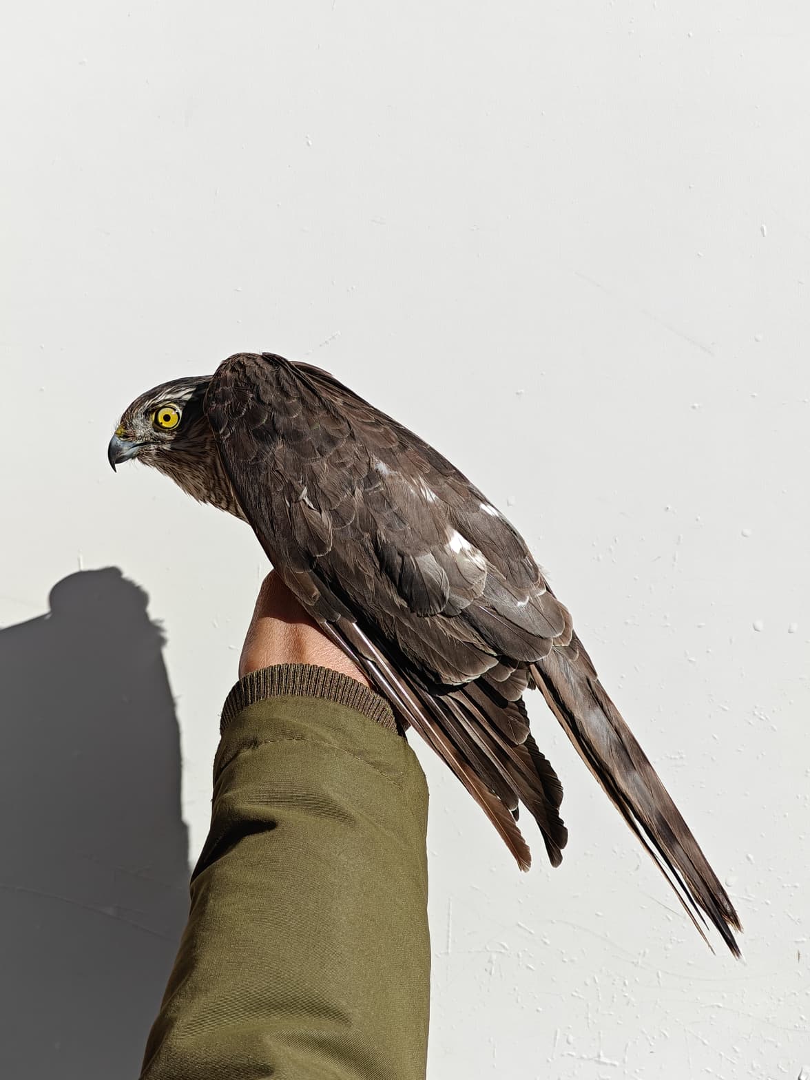 Sparrowhawk_female.jpeg