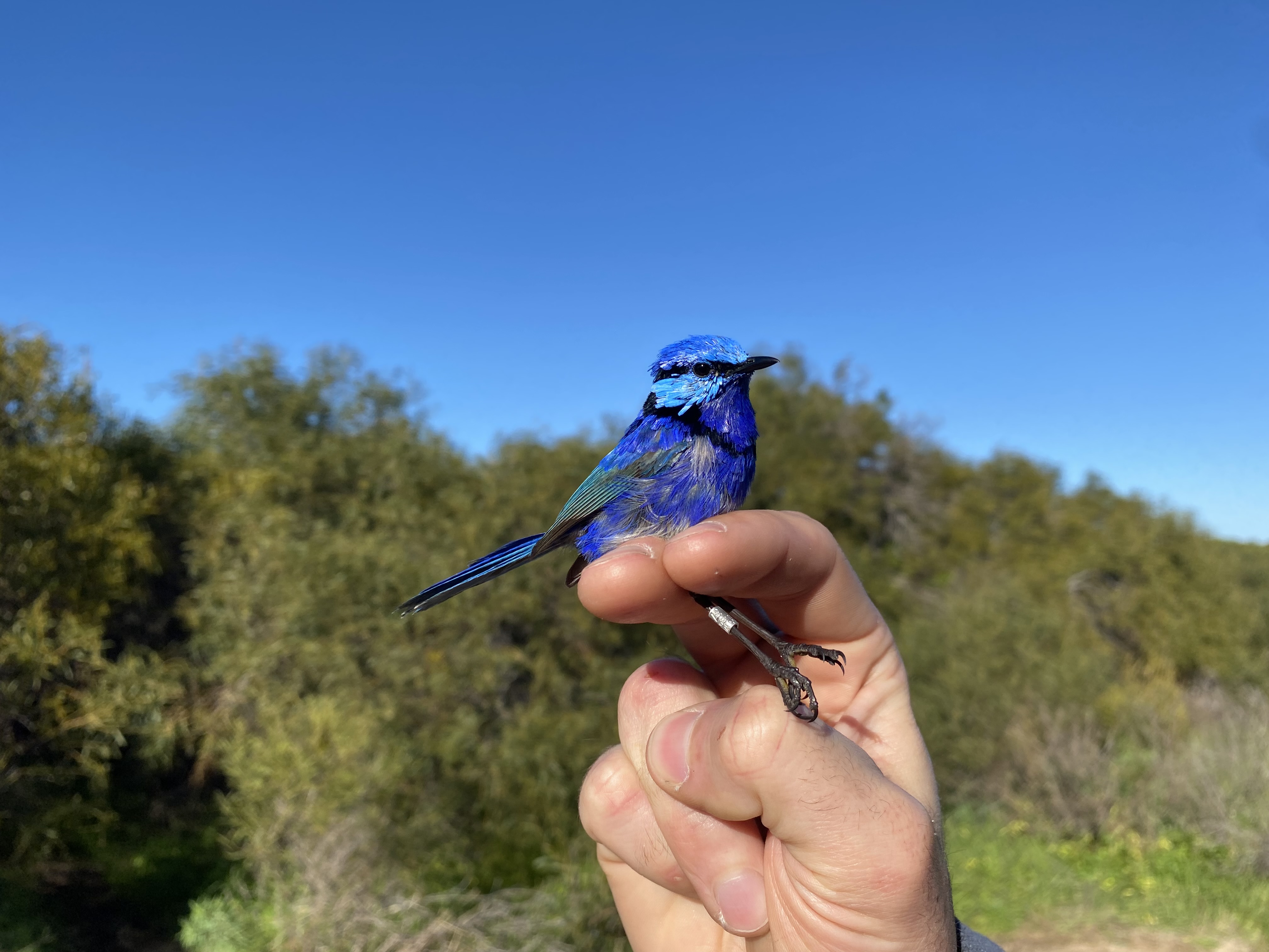 Splendid_Fairywren.jpeg