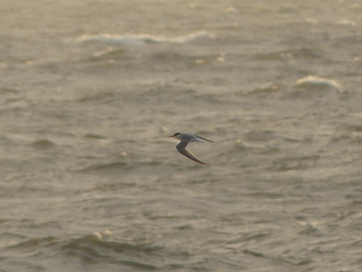 Sterne naine Gedser 04 2026