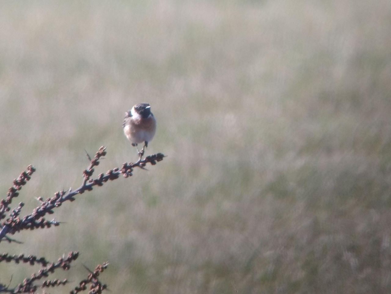 Stonechat_male.jpg