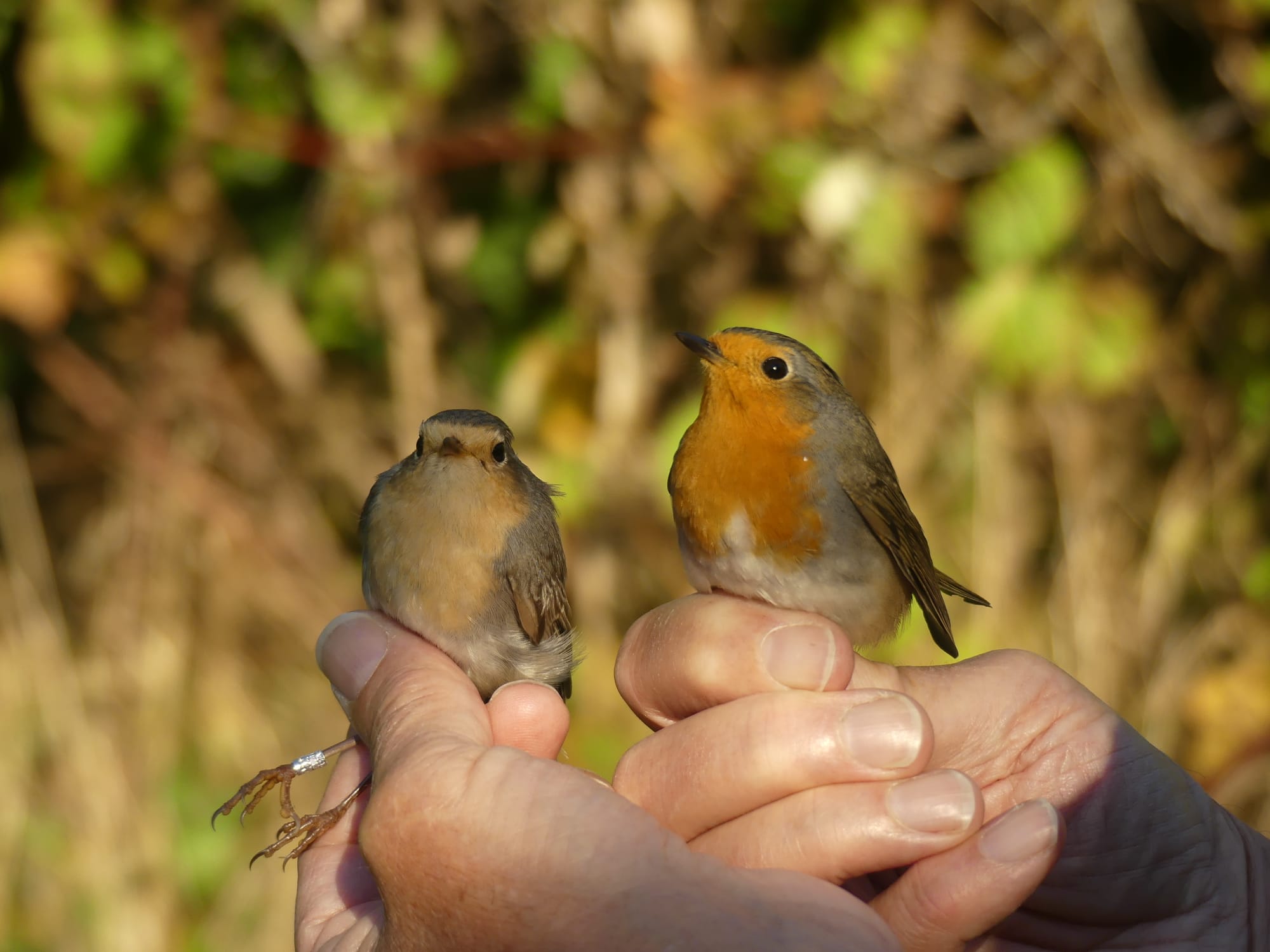 Strange_looking_Robin.jpeg