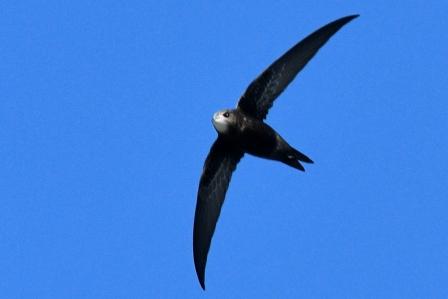 Swift juv b 00001