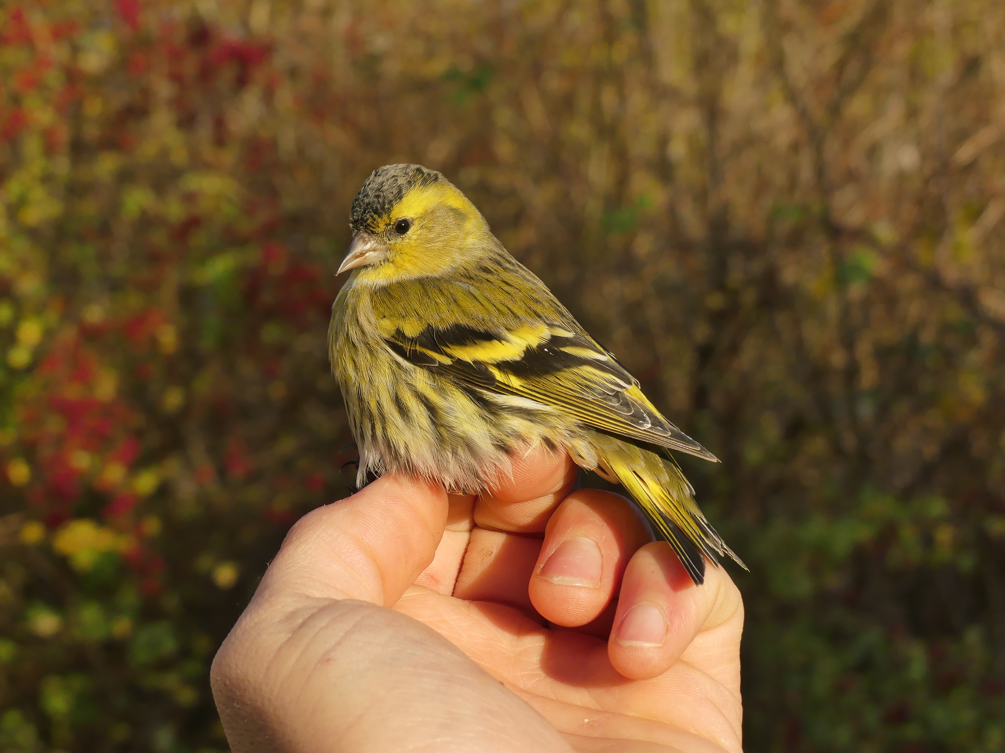 Tarin des aulnes Gedser 21 11 2025