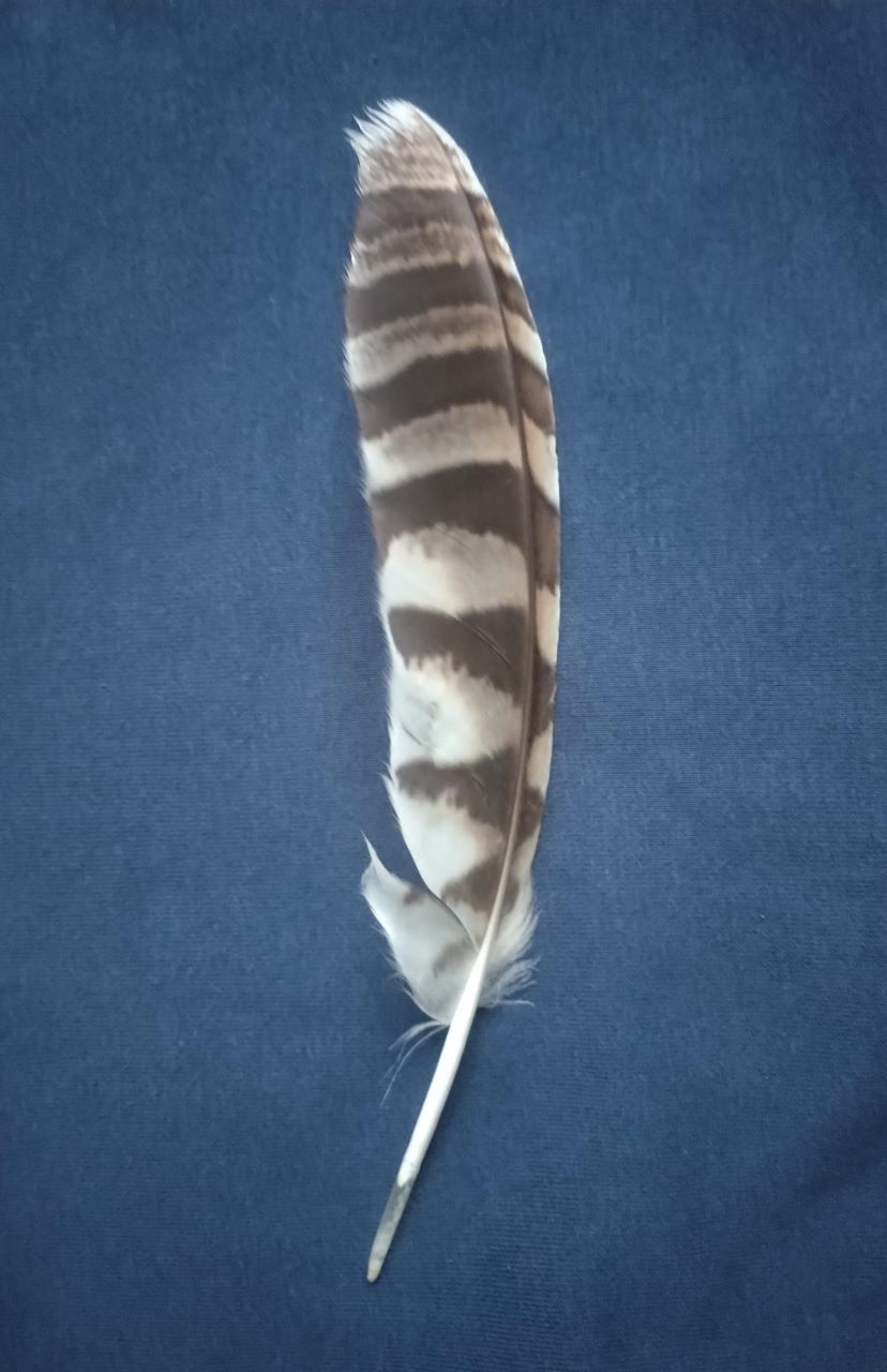 Tawny_feather.jpg