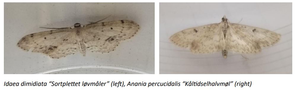The_moths_similar.JPG