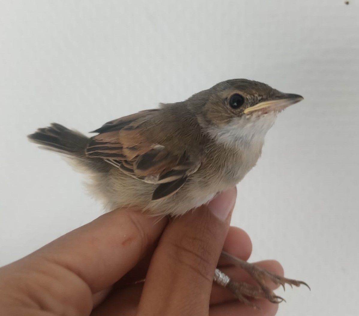 Tornsanger_chick.jpeg