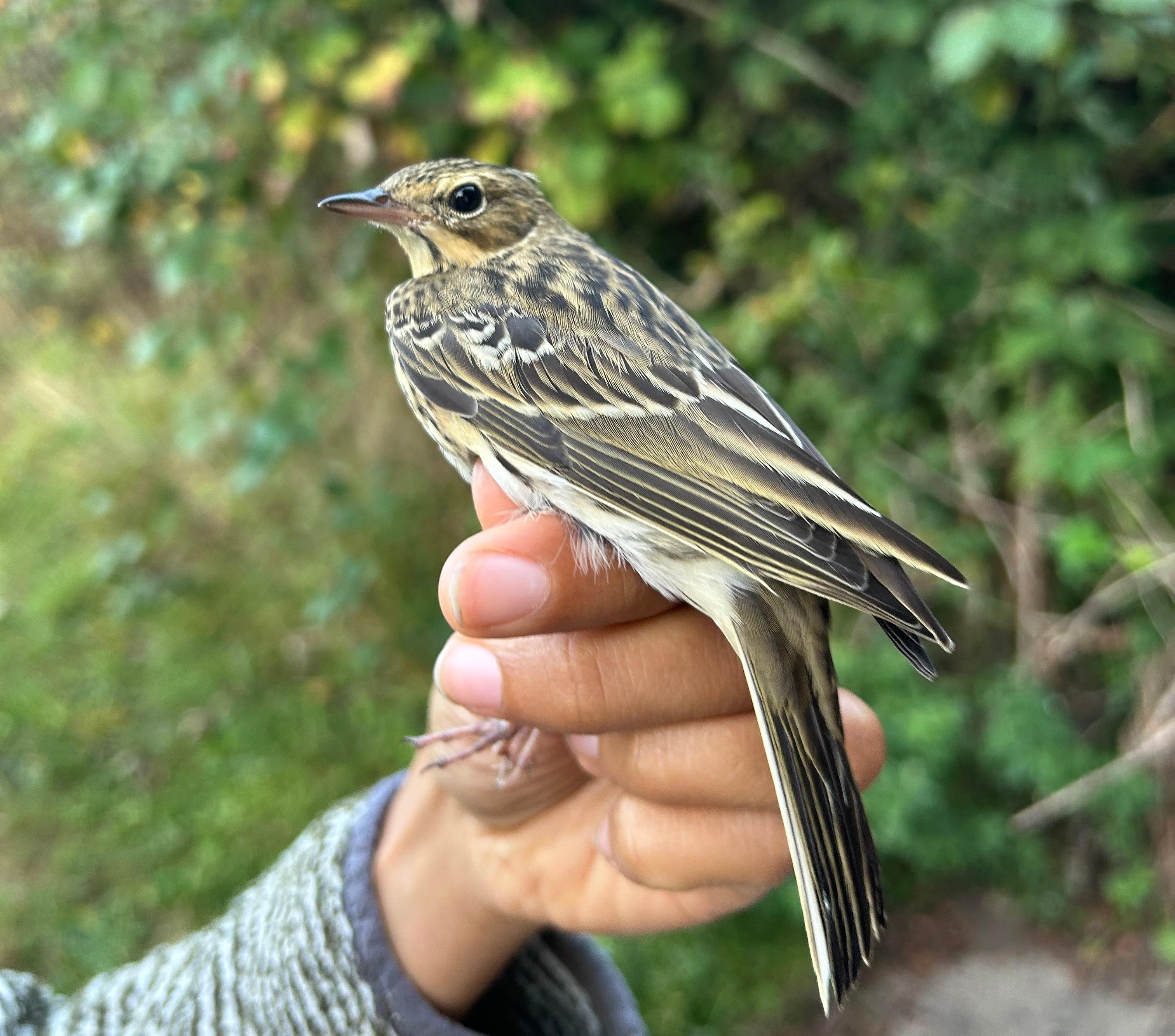 Tree_Pipit.jpeg