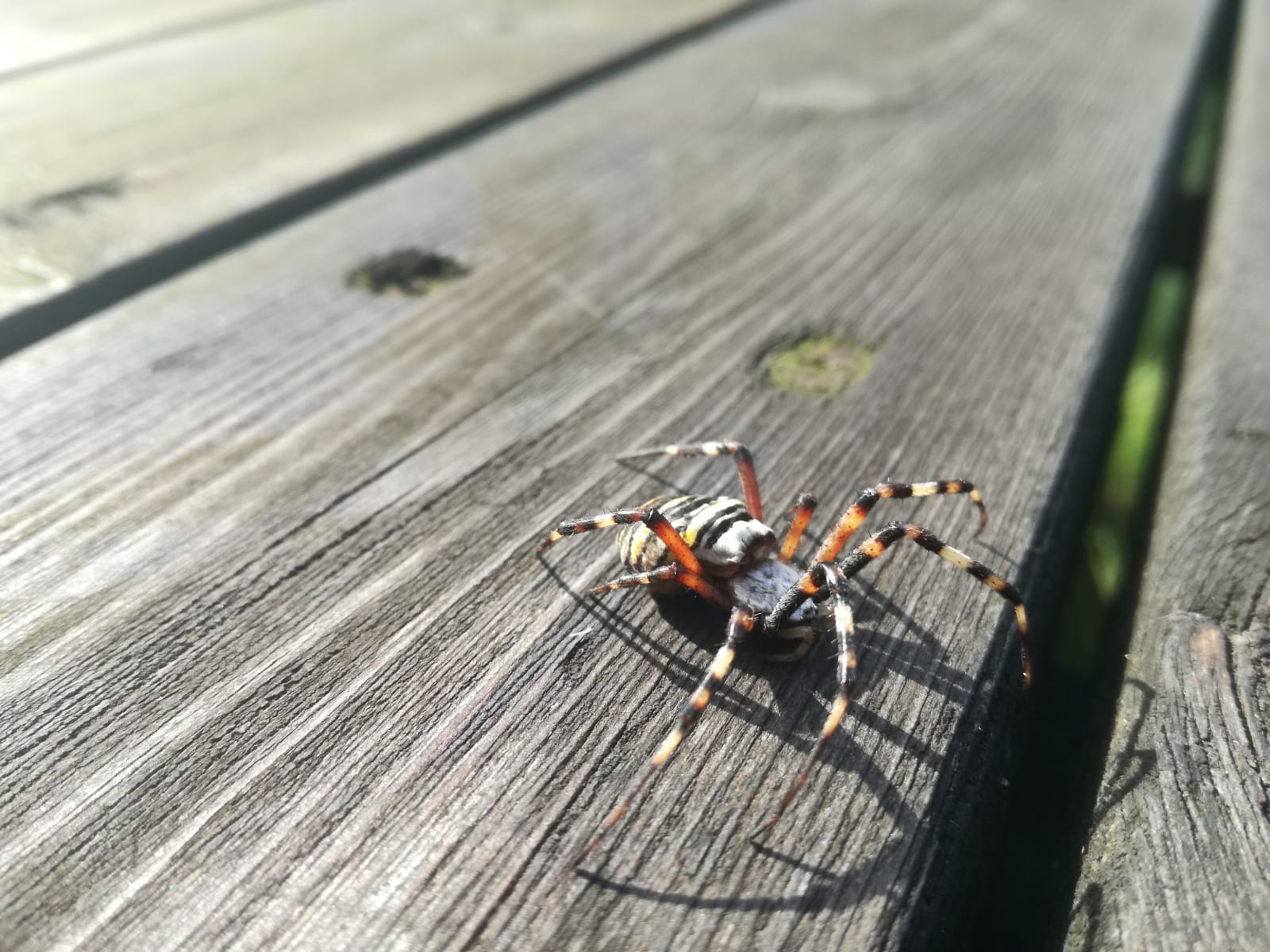 Wasp spider