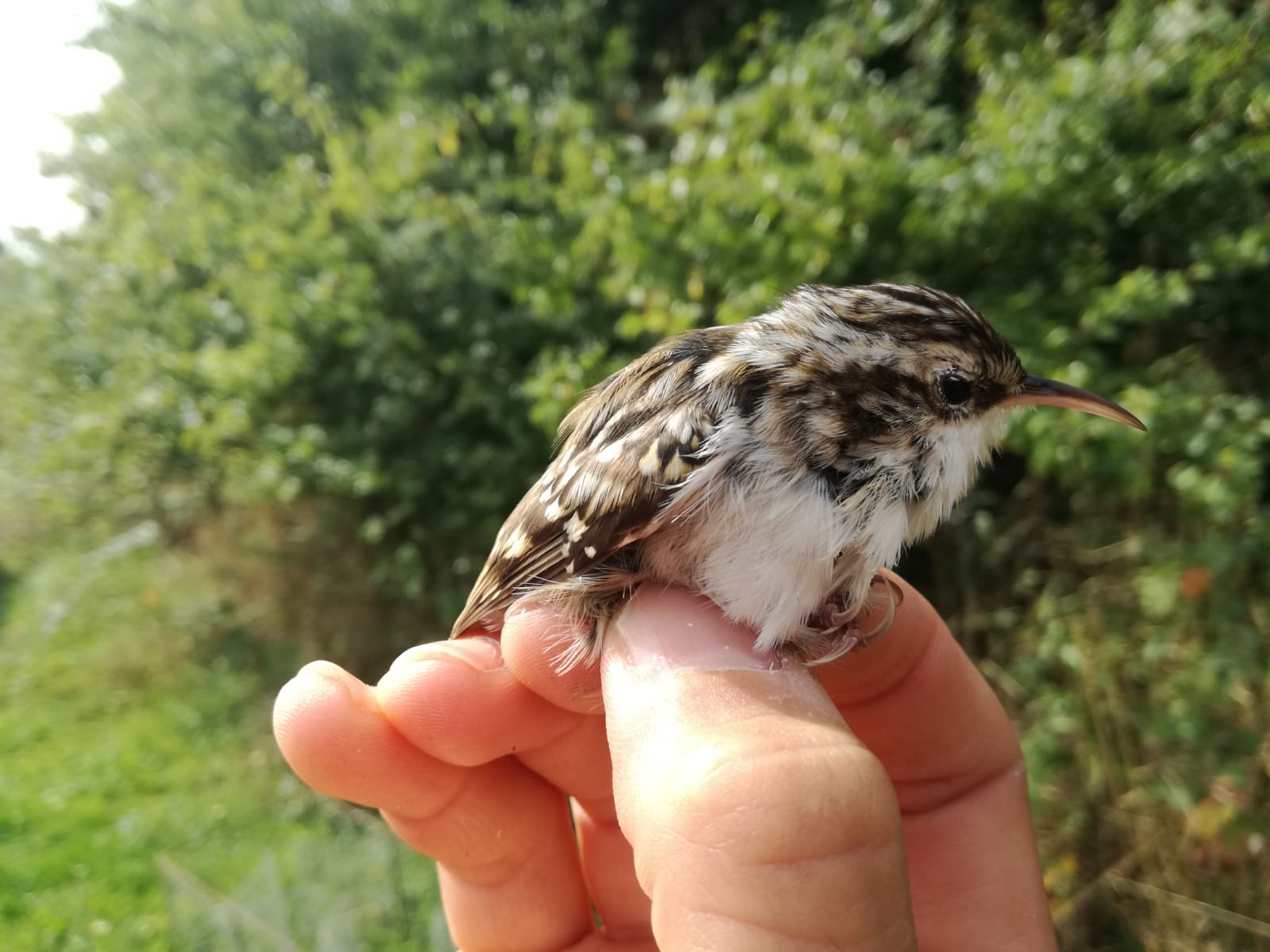 Short-toed treecreeper