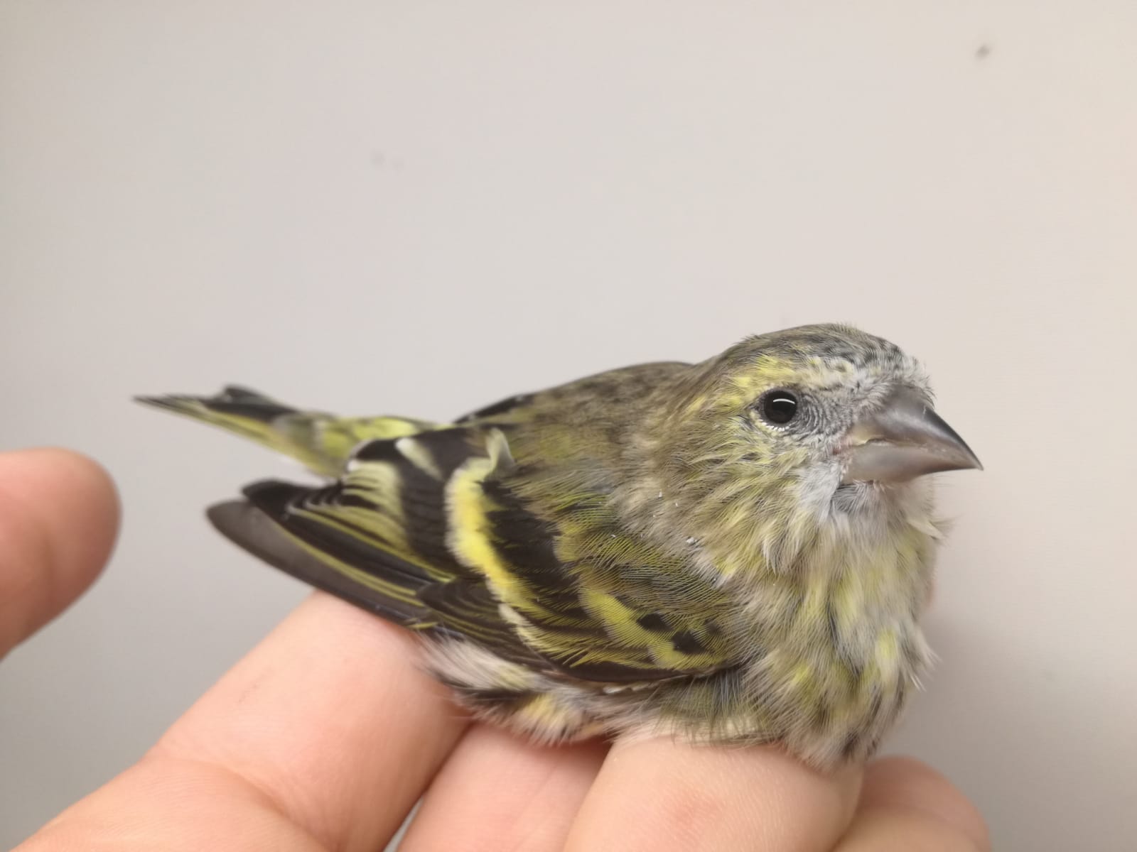 Siskin