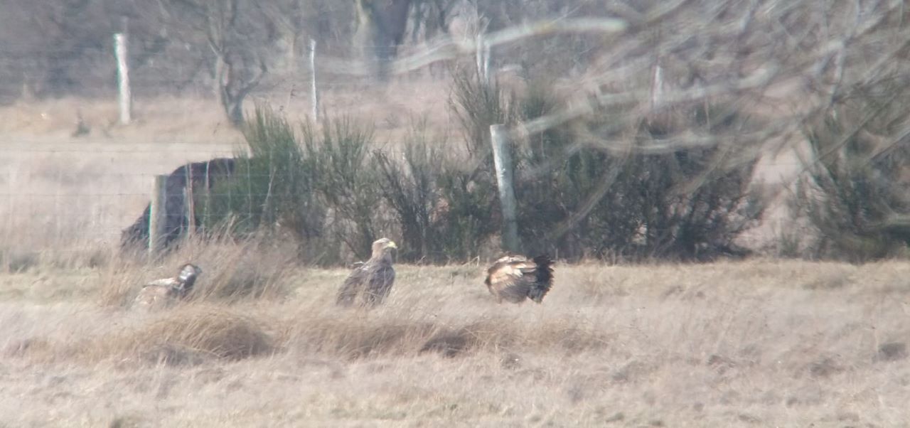 White-tailed_Eagle_res.jpeg